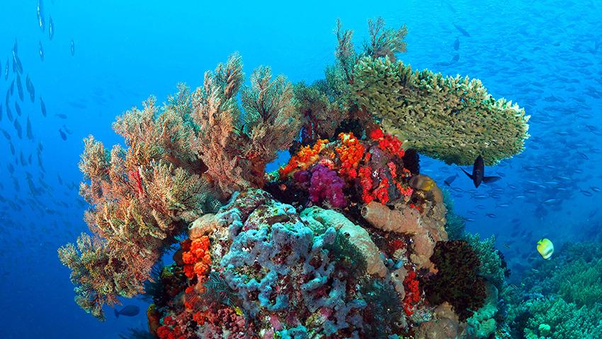Where to Dive to See Manta Rays in Indonesia?