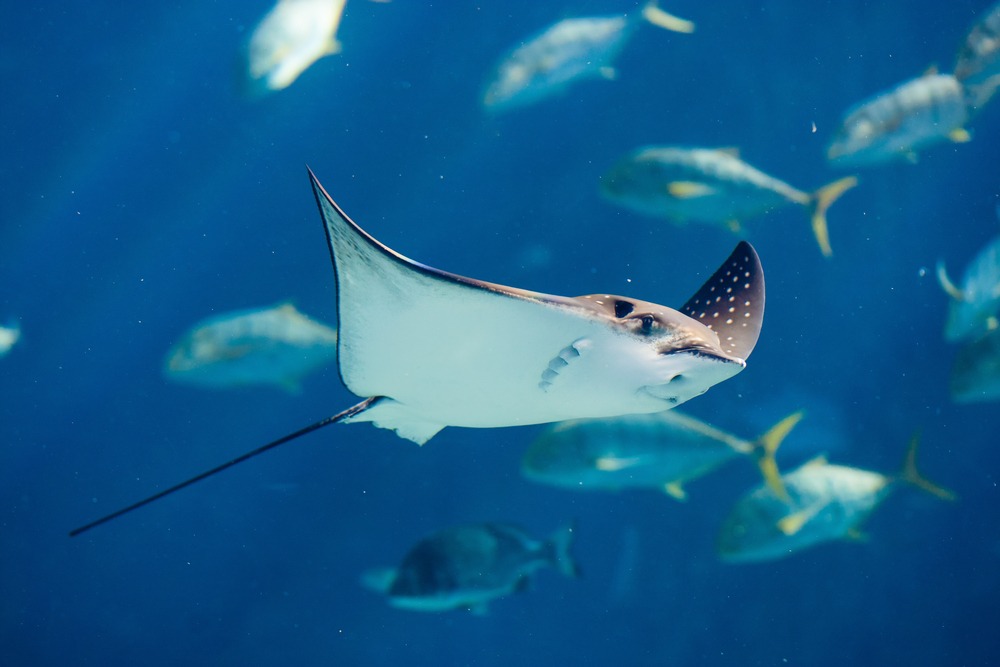 Où plonger pour voir les raies mantas en Indonésie ?