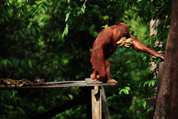 Parc National Tanjung Puting