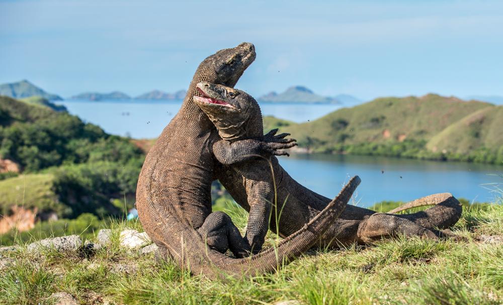 Comment visiter les îles Komodo ?