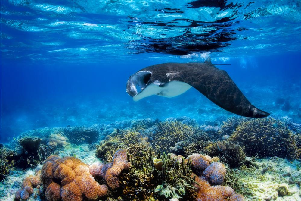 Comment visiter les îles Komodo ?