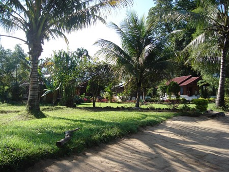 Arlen Nova's Paradise