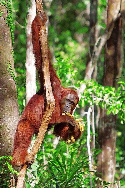 Voir les orangs-outans en Indonésie
