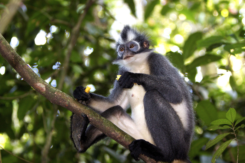 Rizières de Bali