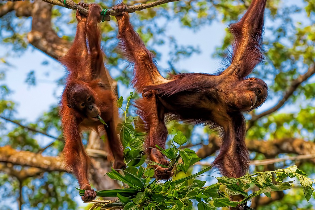 À la rencontre des derniers orangs outans (en liberté)