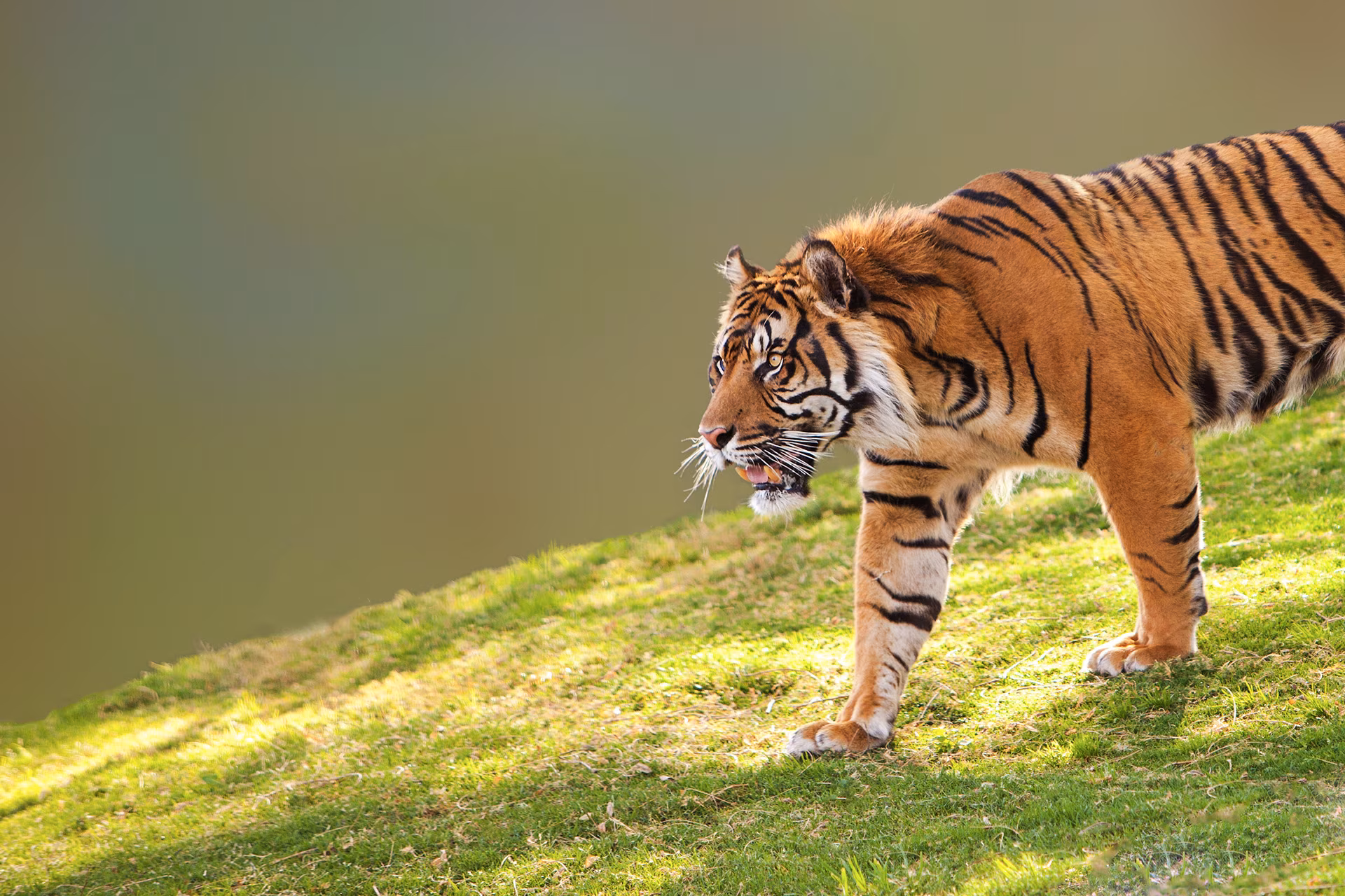 On the Trails of the Sumatran Tiger