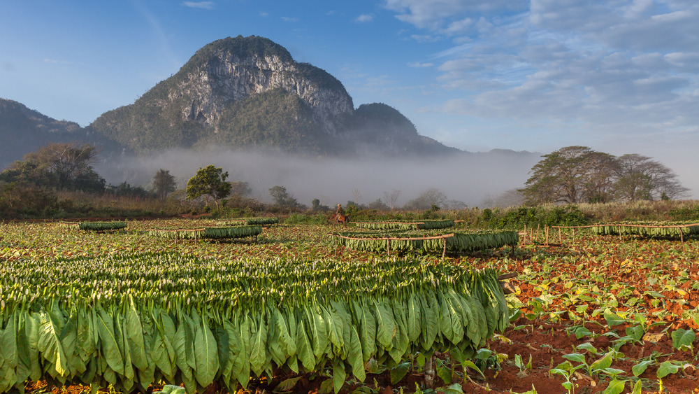 Viñales