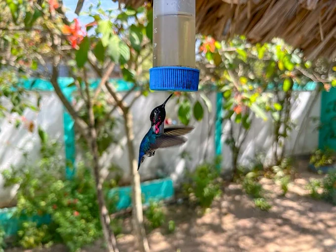 Maison du colibri