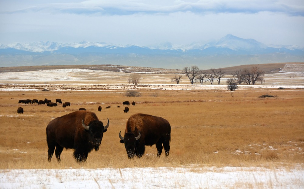 Buffalo Overlook