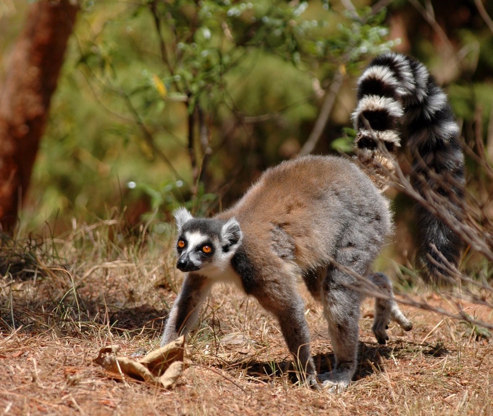 Lemurs’ Park
