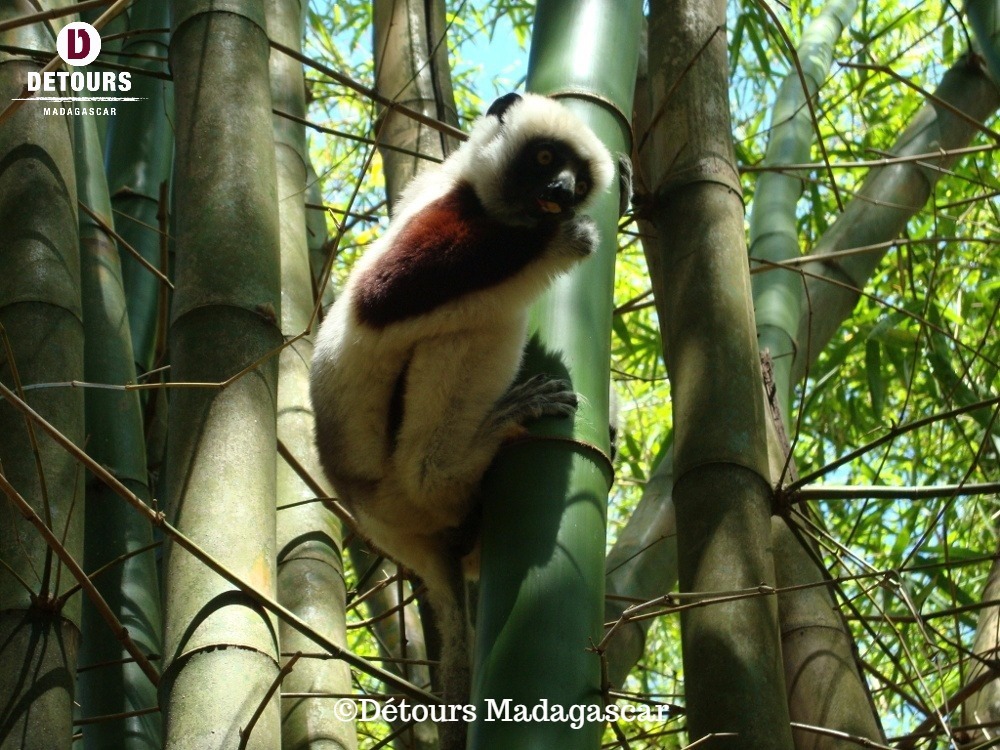 Preserving the Biodiversity of Nosy Be Island