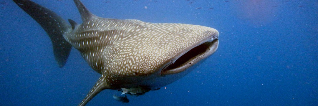 Les Baleines Rand’eau Nosy Be