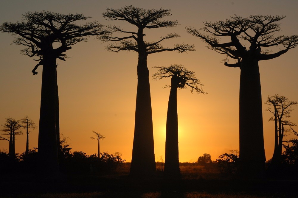 Morondava