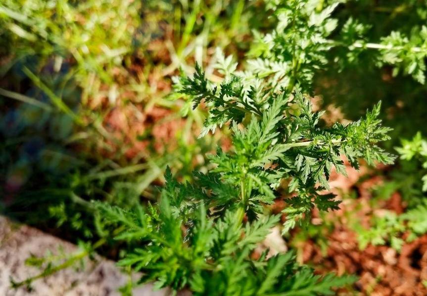 Albert Rakoto Ratsimamanga : un nom digne de confiance aujourd’hui associé au Covid organics