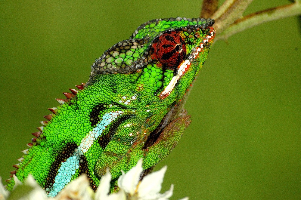 Parc National de Montagne d'Ambre