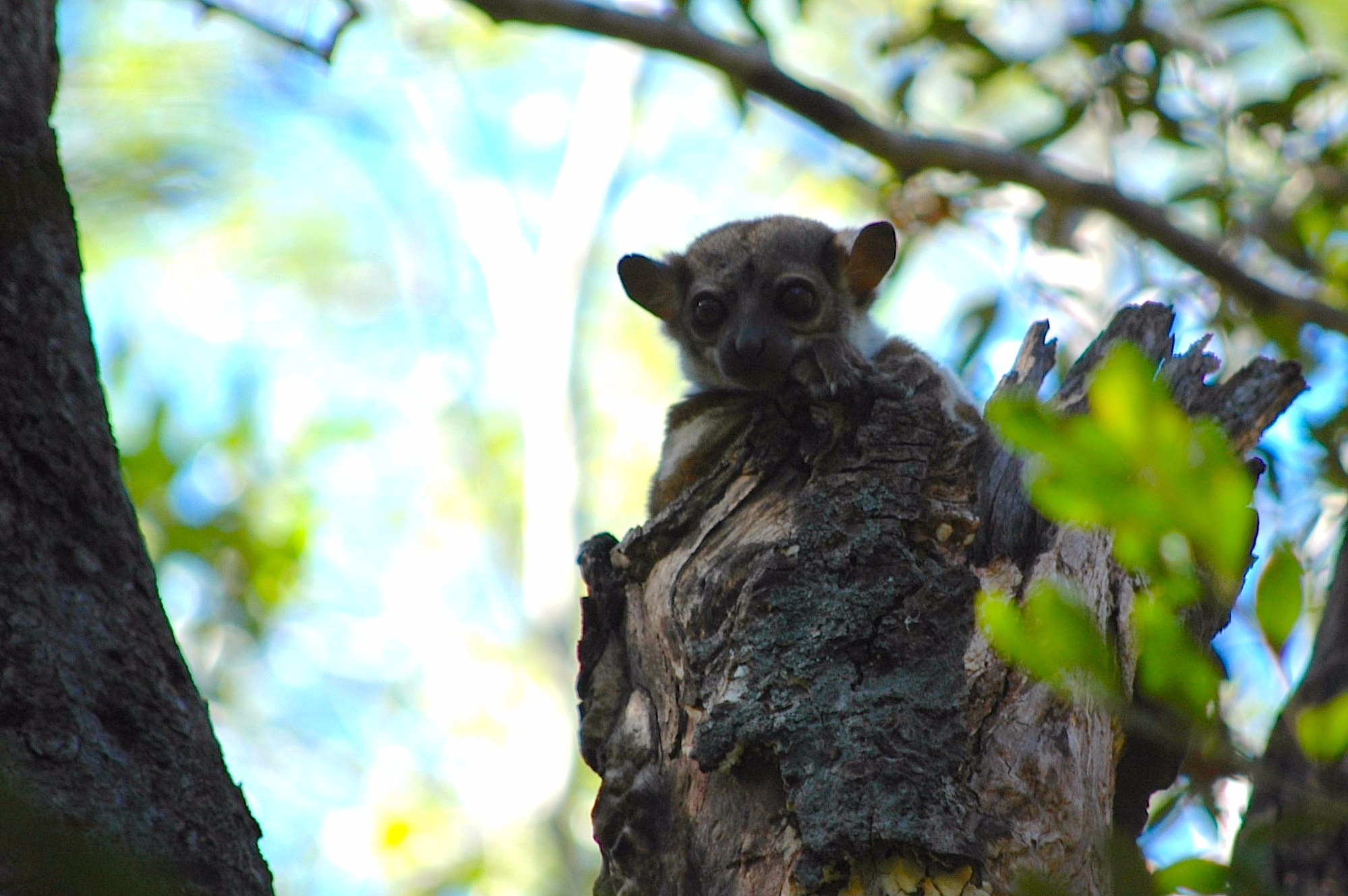 Parc National d'Ankarafantsika