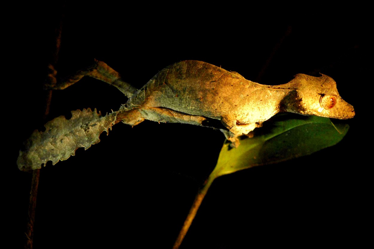 Parc National de Ranomafana