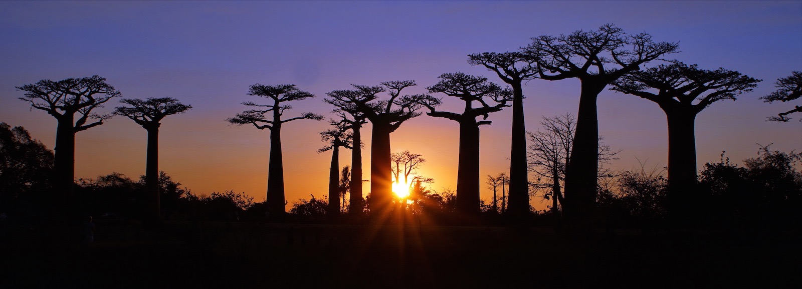 L'allée des Baobabs