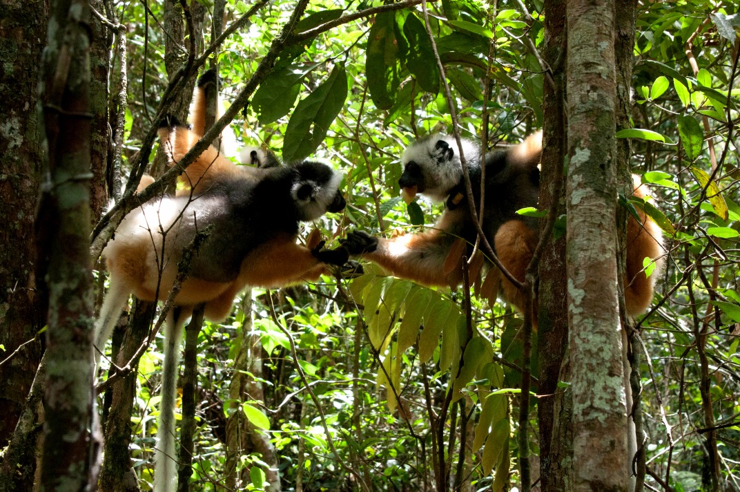 Le Parc National Andasibe Mantadia
