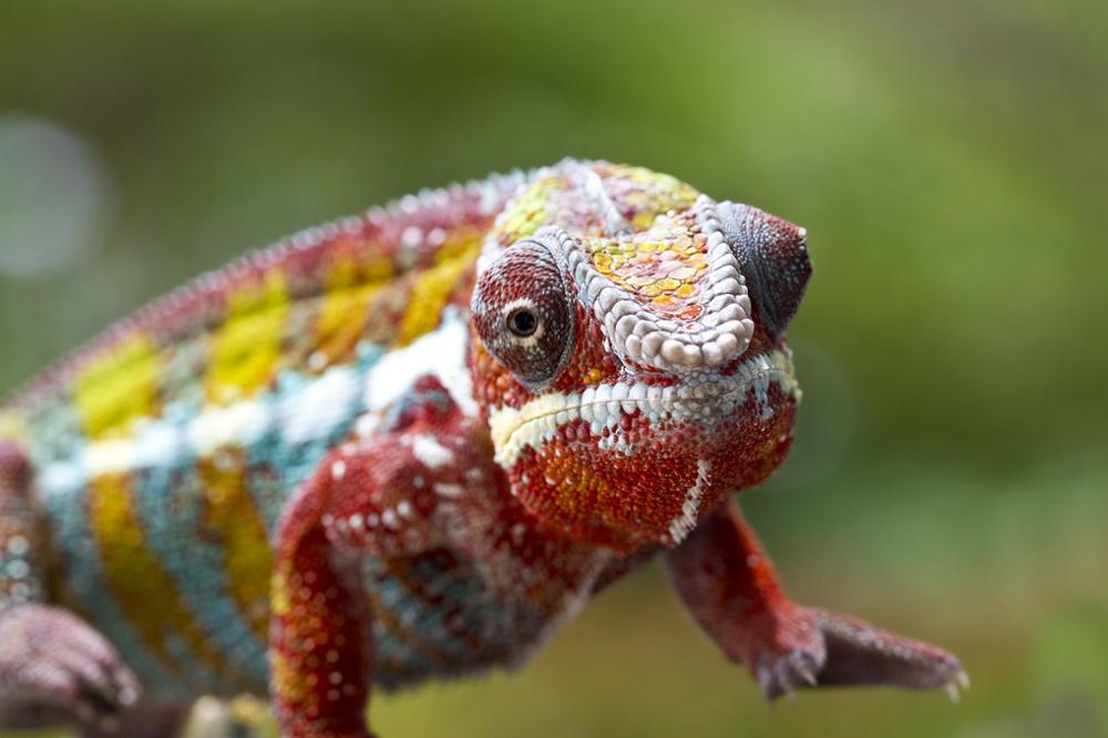 Les animaux à voir à Madagascar