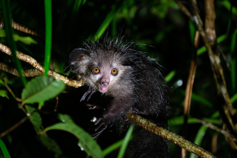 Les animaux à voir à Madagascar