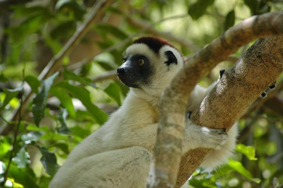 Les animaux à voir à Madagascar
