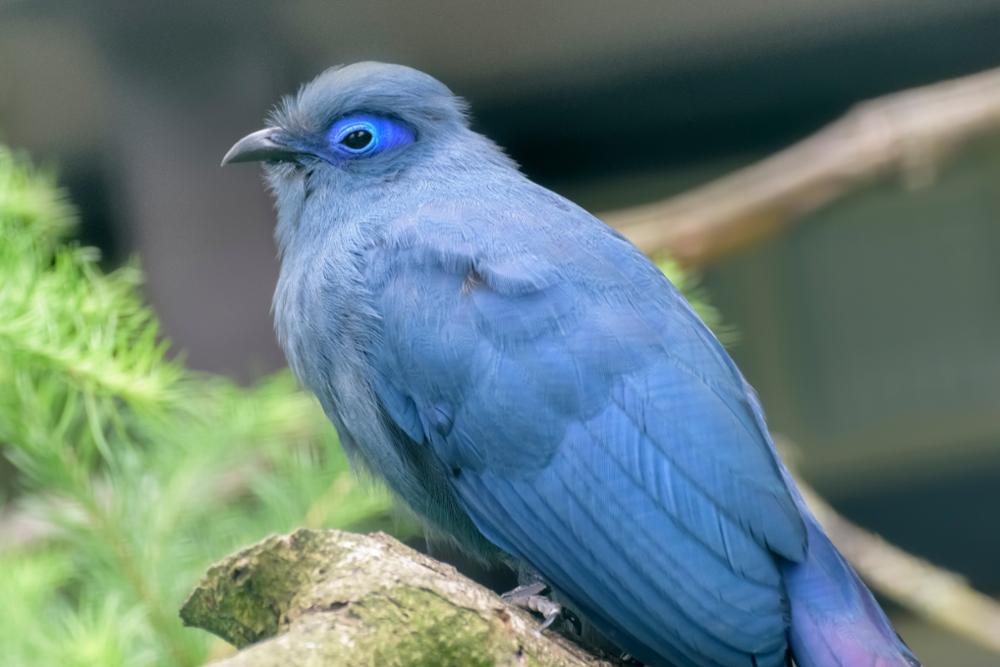 Les animaux à voir à Madagascar