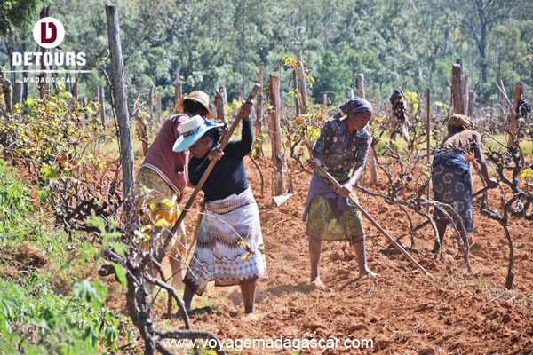 Fianarantsoa, et ses terres viticoles