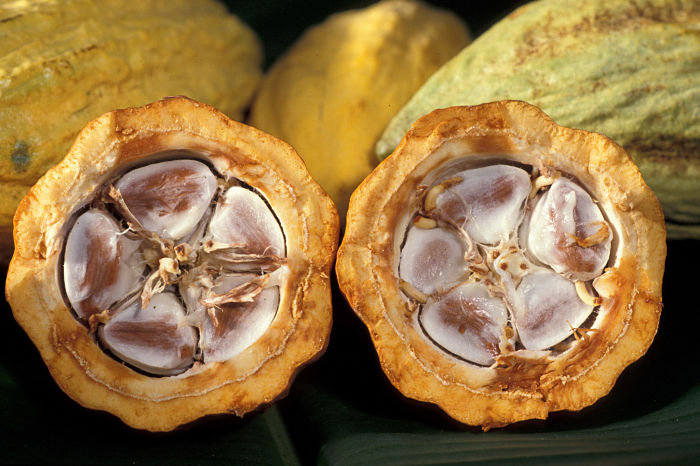 Madagascar's Cacao, an Exceptional Treasure