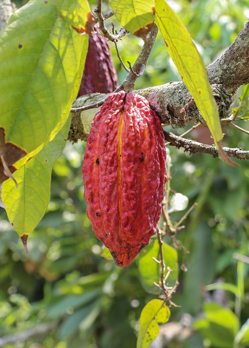 Madagascar's Cacao, an Exceptional Treasure