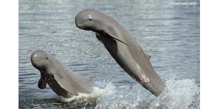 Les dauphins de l'Irrawaddy
