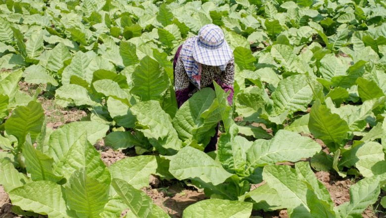 Les champs de tabac de Kampong Cham