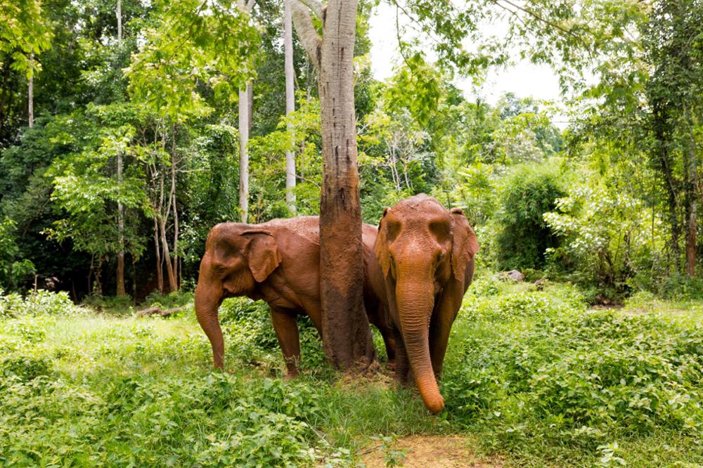 Que faire dans l'épatante province du Mondulkiri ?
