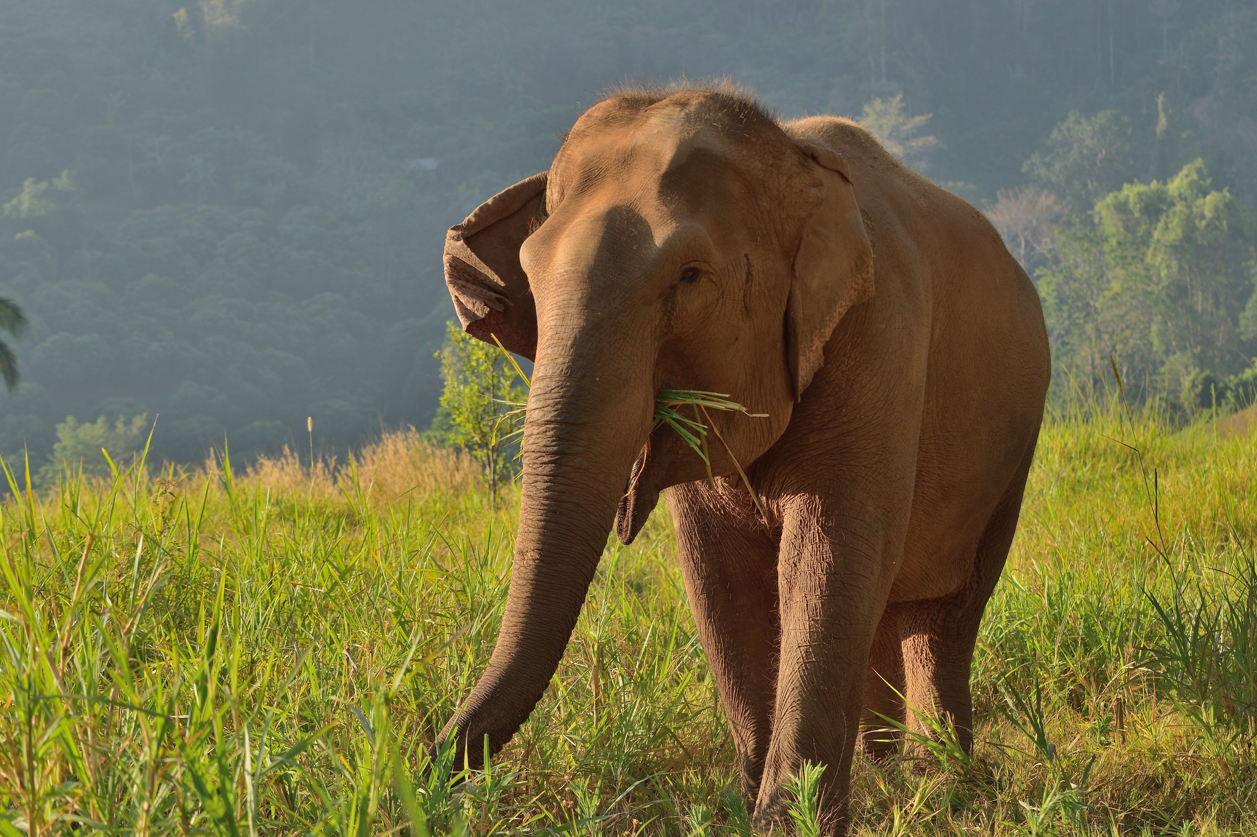 Où voir les éléphants au Cambodge ?