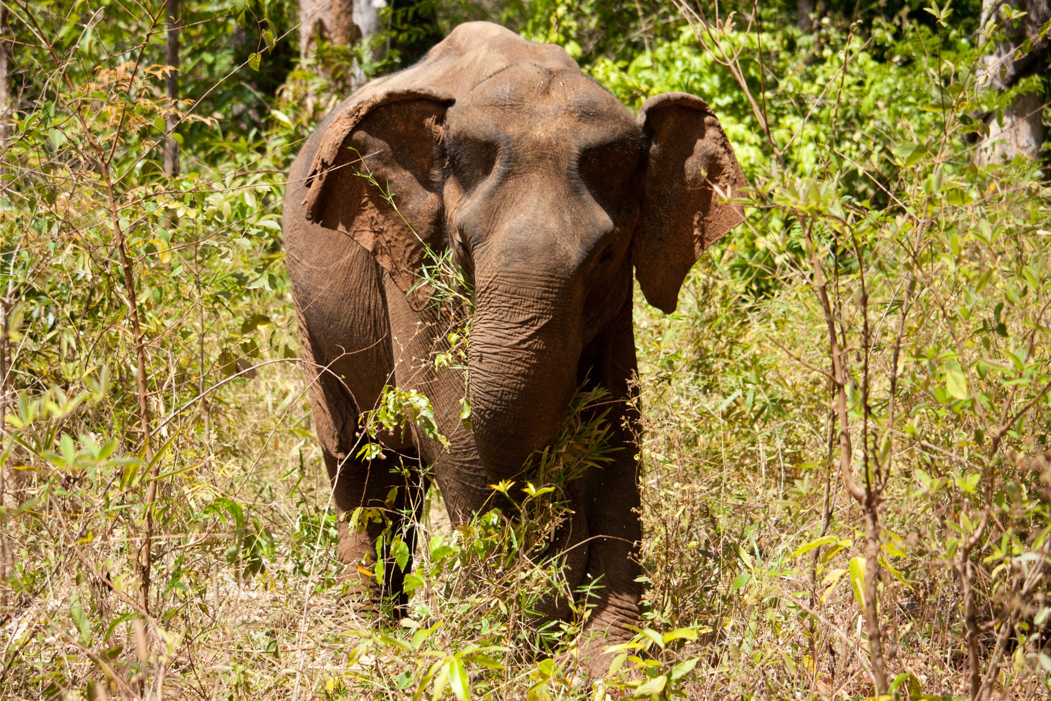 Le sanctuaire des éléphants du Mondulkiri