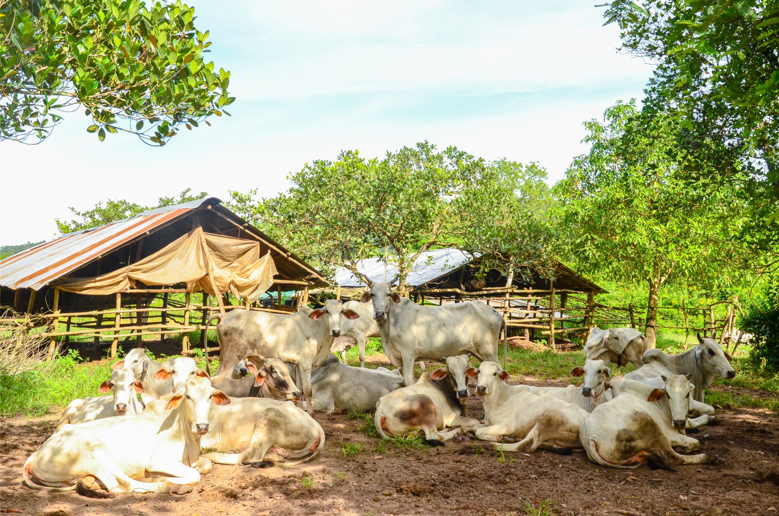 Séjour dans le village écotouristique de Chi Phat, toutes les activités