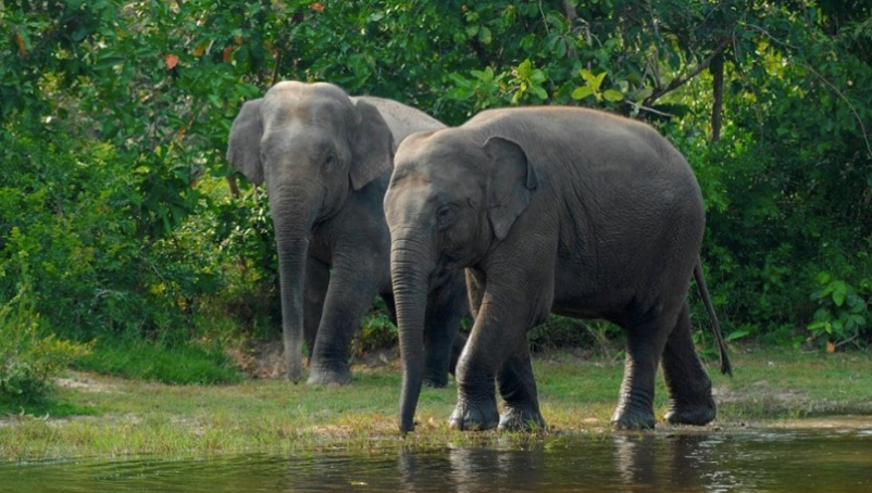 Le parc zoologique de Phnom Tamao