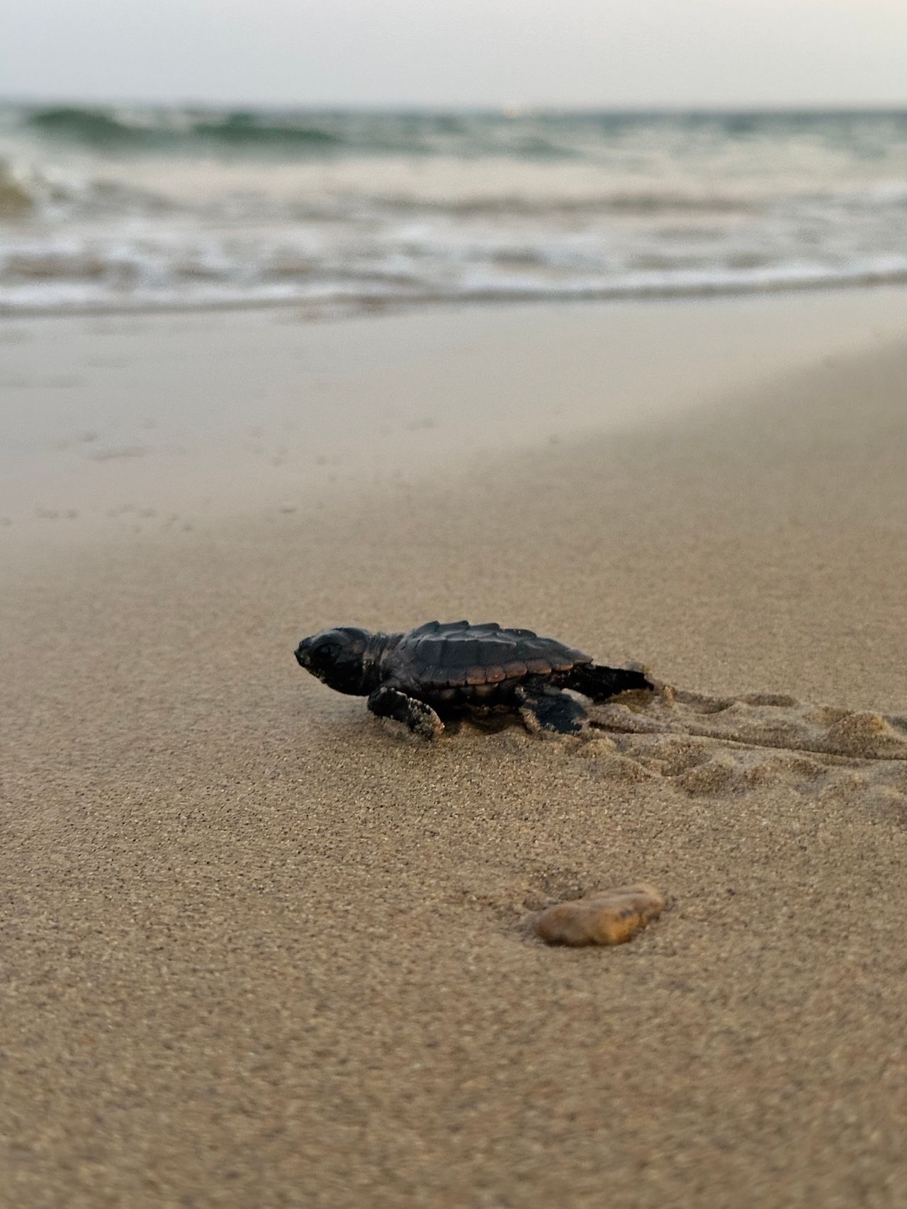 Ras Al Jinz Turtle Reserve