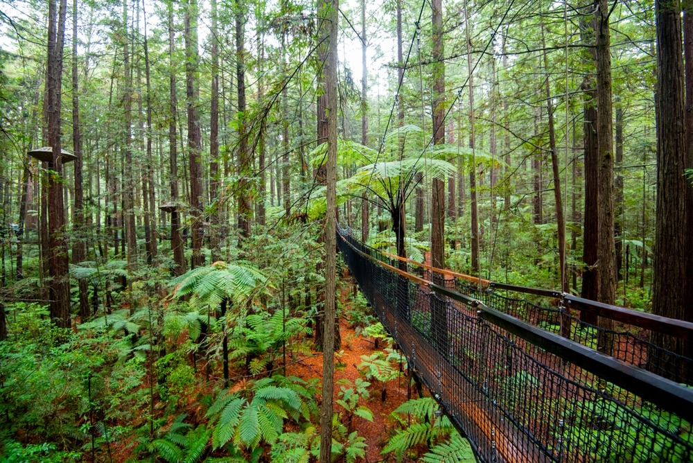 Redwoods Whakarewarewa Forest