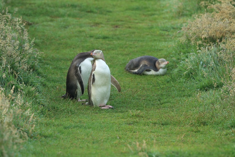 Pohatu Penguins