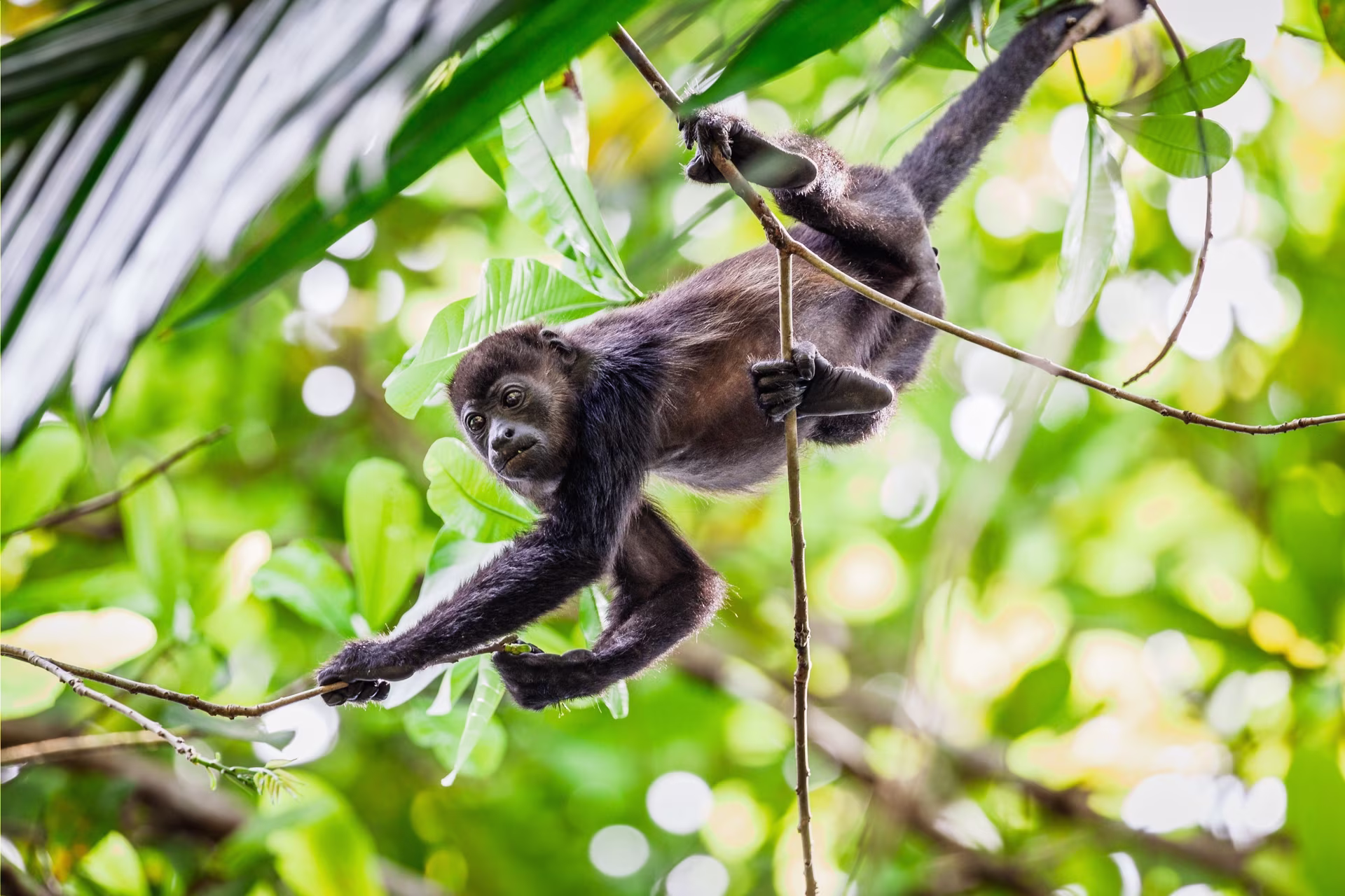 Viaje en familia a Panama: entre animales, encuentros y naturaleza