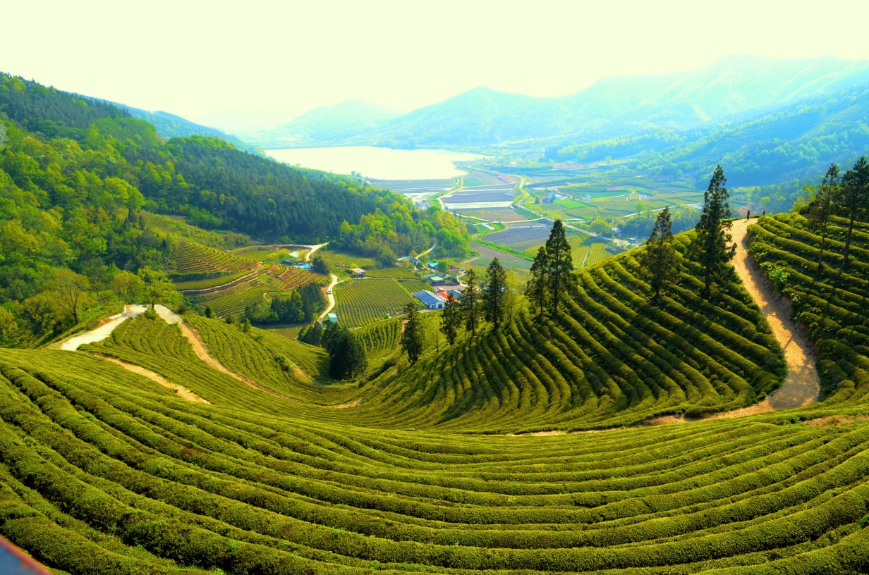 Boseong
