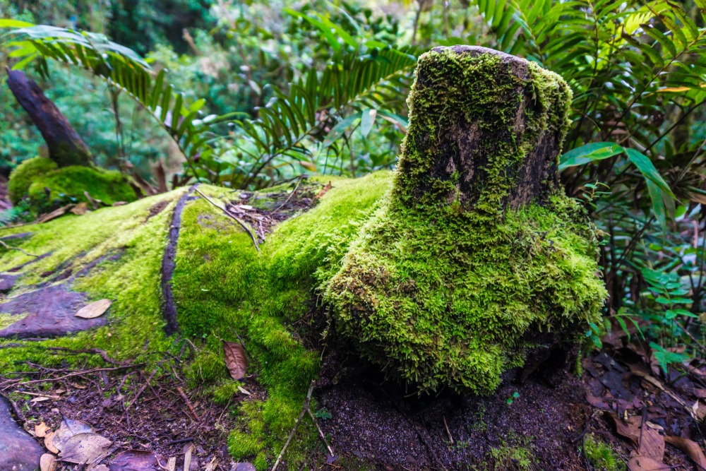 Mossy Forest