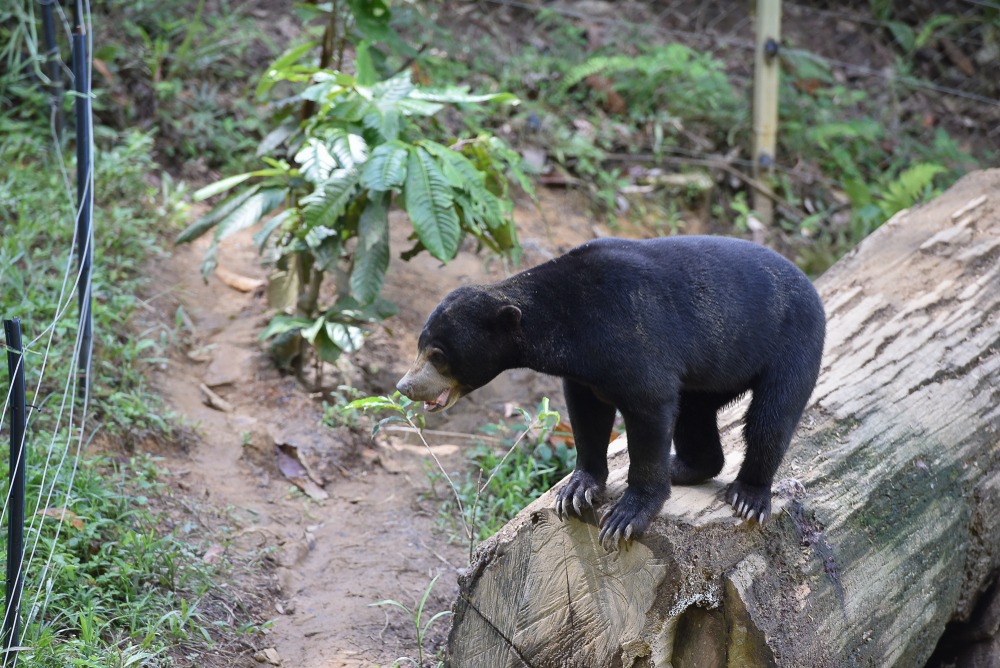Bornean Sun Bear Conservation Centre