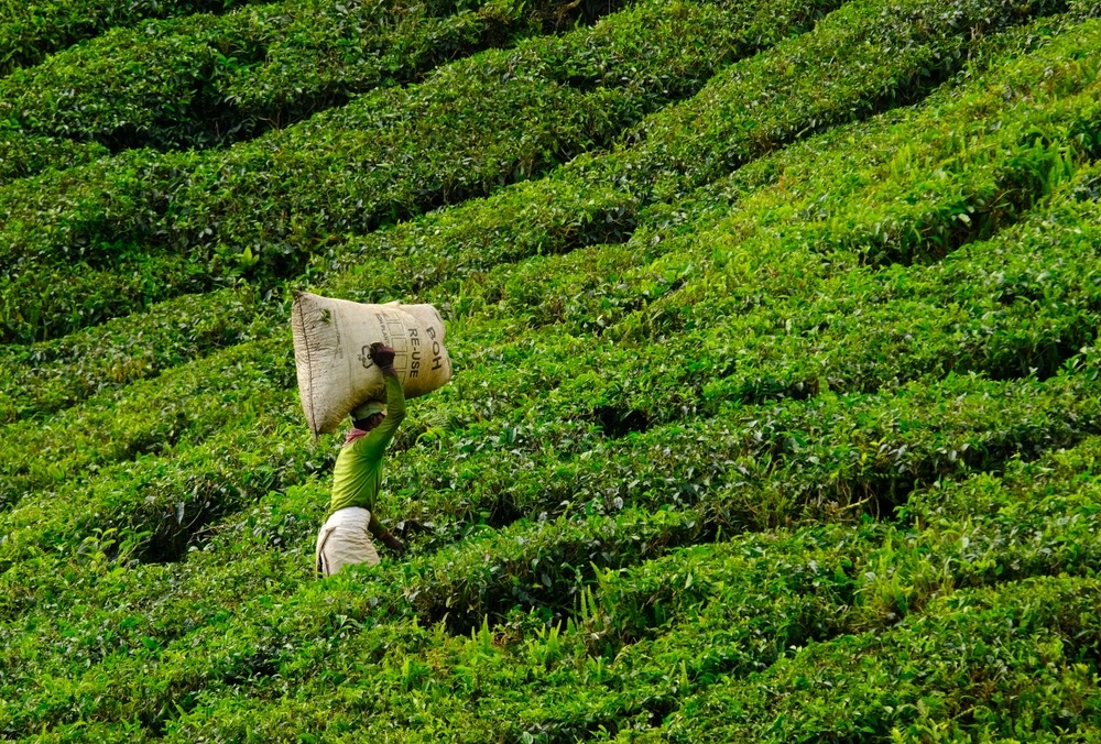 Cameron Highlands