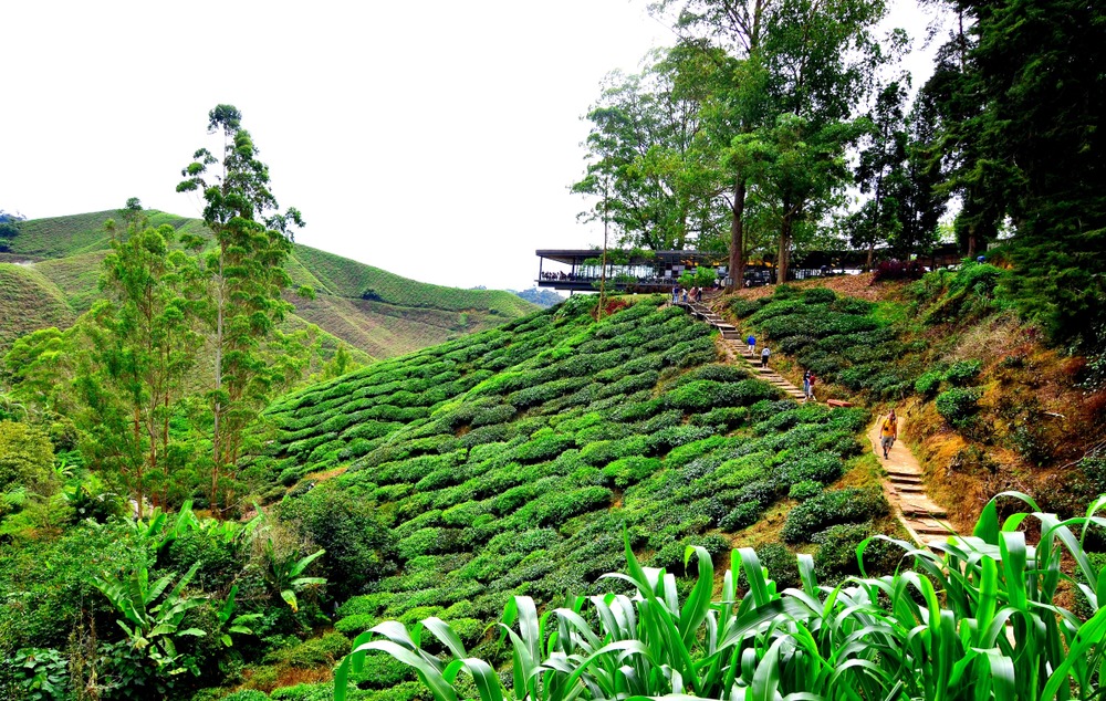 BOH Tea Centre (Sungei Palas Garden)