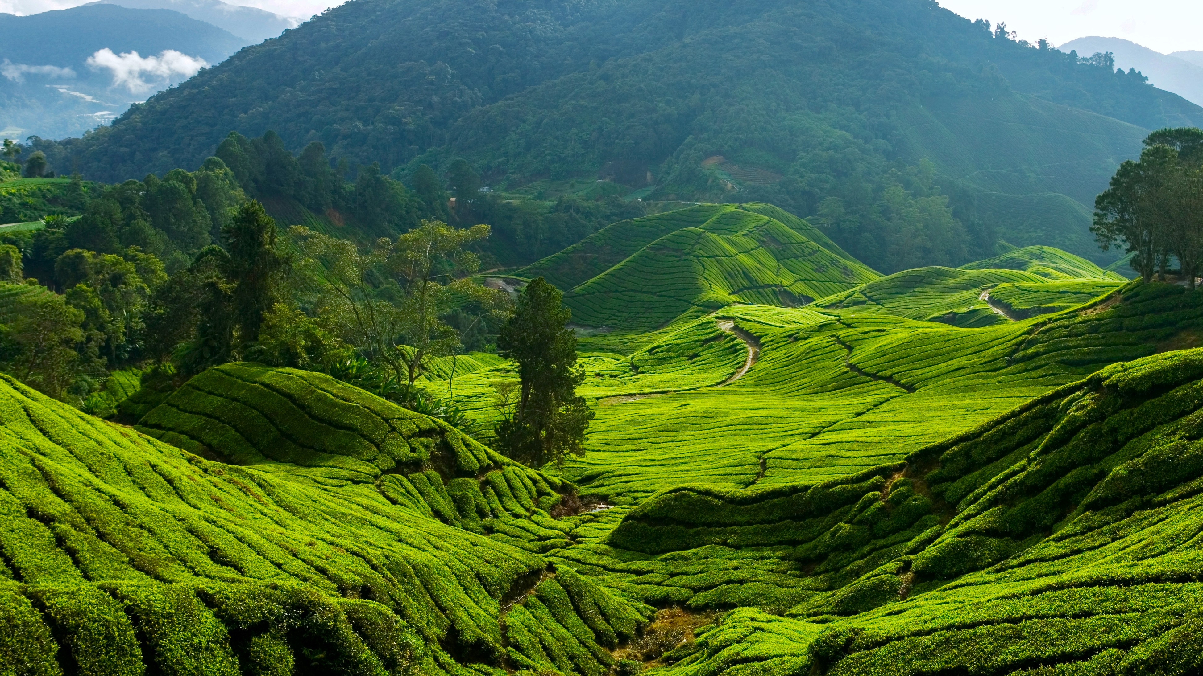 Cameron Highlands