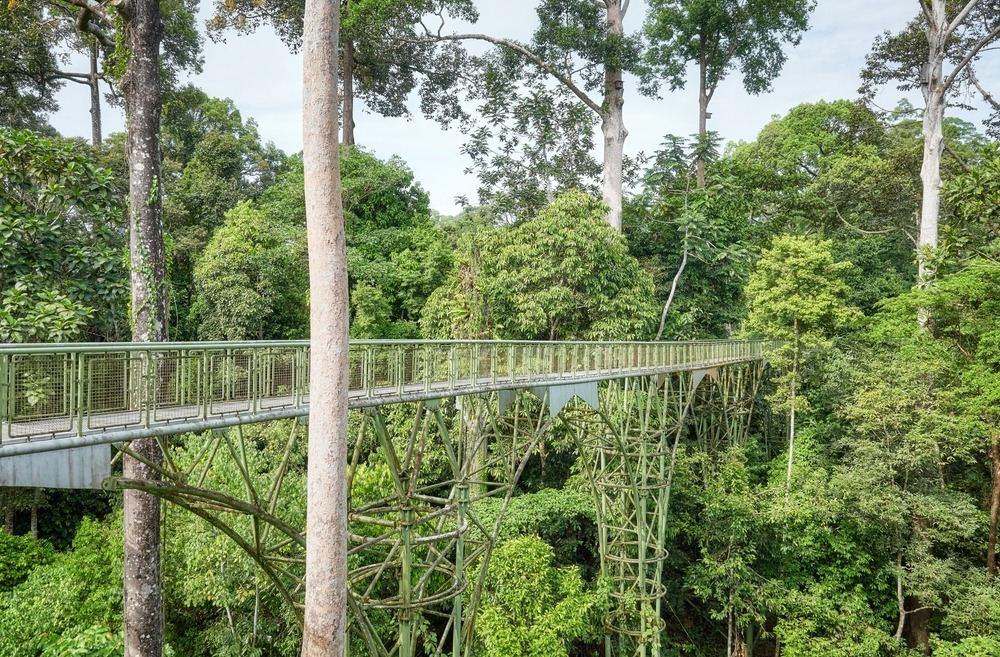 Voyager en jungle malaisienne : conseils essentiels