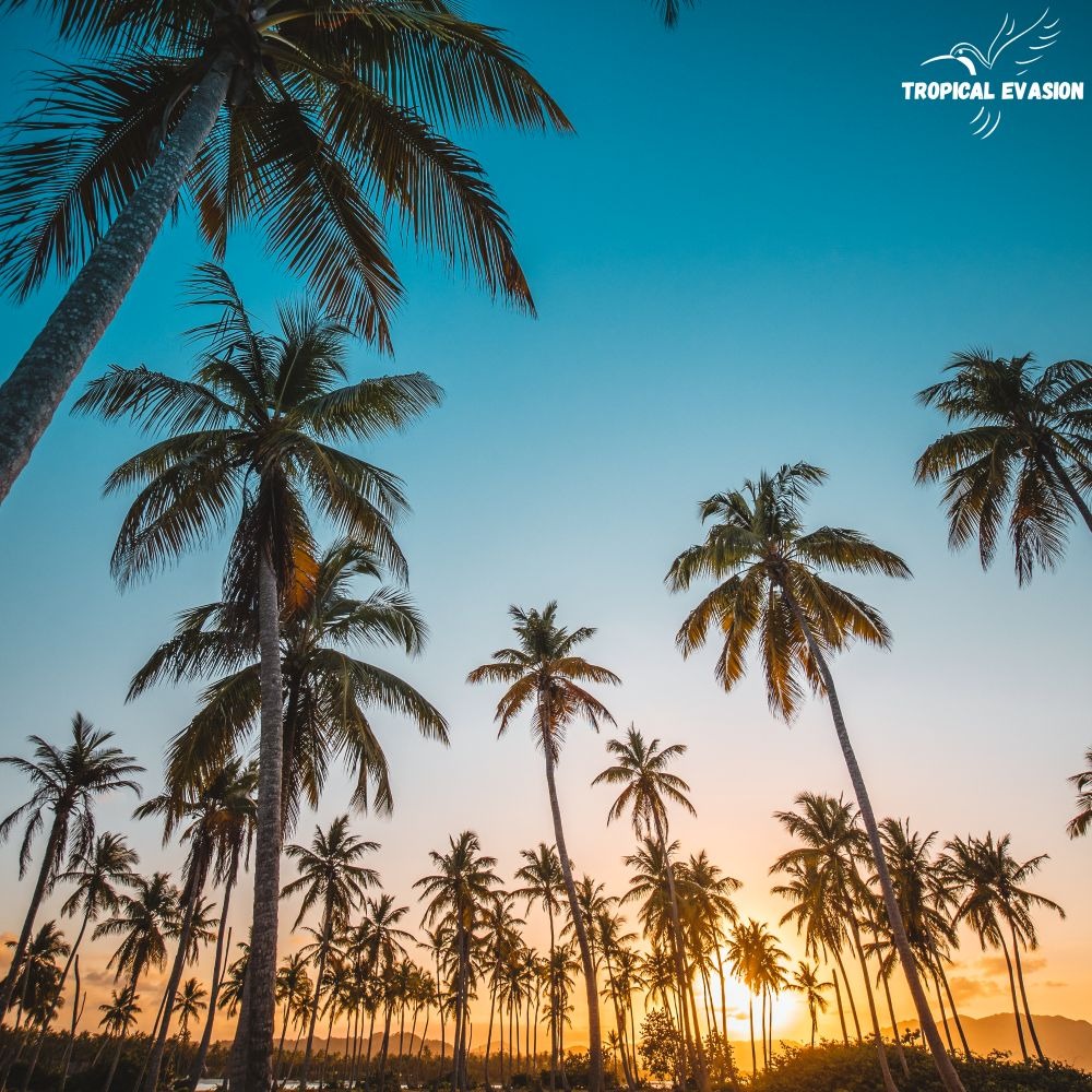Climat et meilleure période pour aller en République Dominicaine