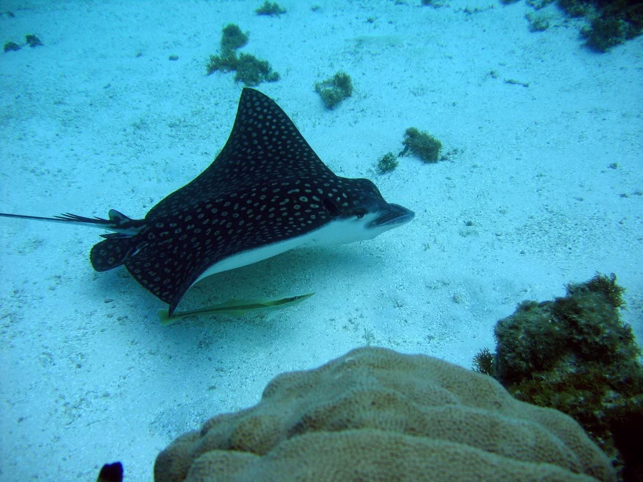 Snorkeling at Catalina Island on a Luxury Catamaran